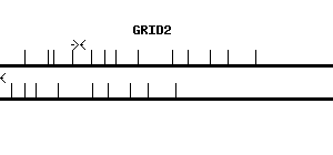 Human GRID2 qPCR primer set (NM_001510)