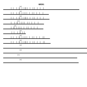 Human GRIK1 qPCR primer set (NM_000830)