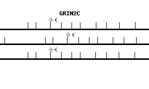 Human GRIN2C qPCR primer set (NM_000835)