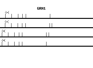 Human GRM1 qPCR primer set (NM_001278064)