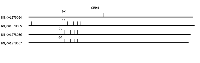 Human GRM1 qPCR primer set (NM_001278064)
