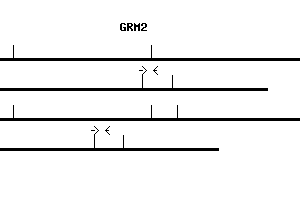 Human GRM2 qPCR primer set (NM_000839)