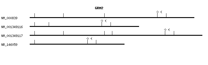Human GRM2 qPCR primer set (NM_000839)