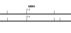 Human GRM3 qPCR primer set (NM_000840)