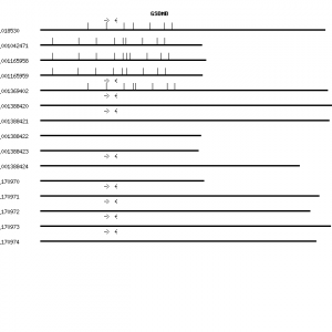 Human GSDMB qPCR primer set (NM_018530)