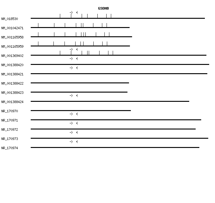 Human GSDMB qPCR primer set (NM_018530)
