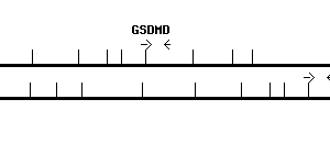 Human GSDMD qPCR primer set (NM_024736)