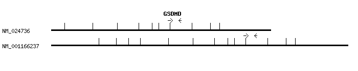 Human GSDMD qPCR primer set (NM_024736)