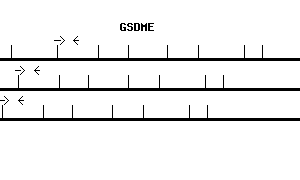 Human GSDME qPCR primer set (NM_004403)