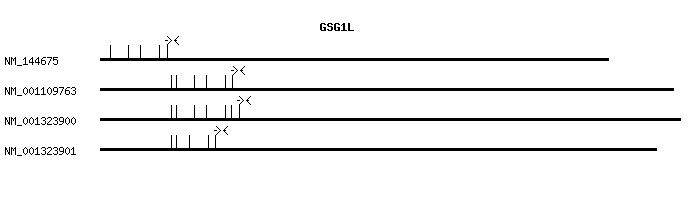 Human GSG1L qPCR primer set (NM_144675)