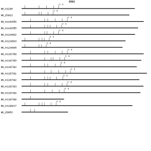Human GSG1 qPCR primer set (NM_031289)