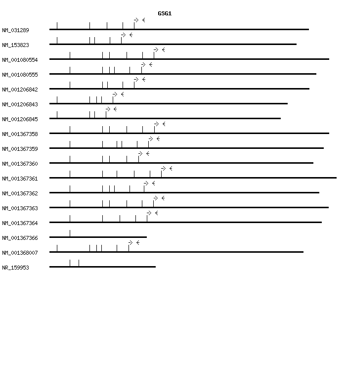 Human GSG1 qPCR primer set (NM_031289)