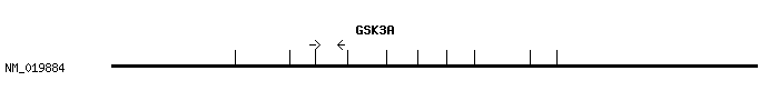 Human GSK3A qPCR primer set (NM_019884)