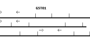 Human GSTO1 qPCR primer set (NM_004832)