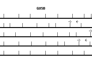 Human GUSB qPCR primer set (NM_000181)