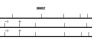 Human HAO2 qPCR primer set (NM_016527)