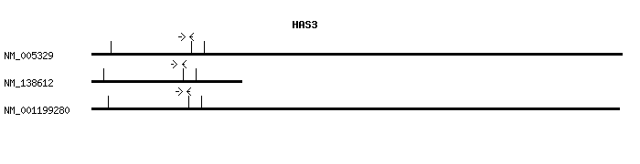 Human HAS3 qPCR primer set (NM_005329)