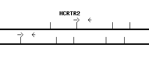 Human HCRTR2 qPCR primer set (NM_001526)