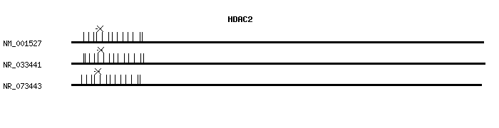 Human HDAC2 qPCR primer set (NM_001527)