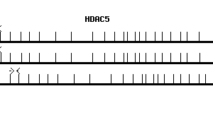 Human HDAC5 qPCR primer set (NM_005474)