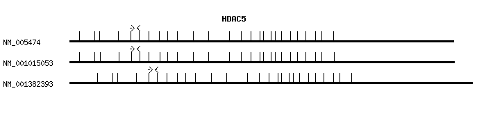 Human HDAC5 qPCR primer set (NM_005474)