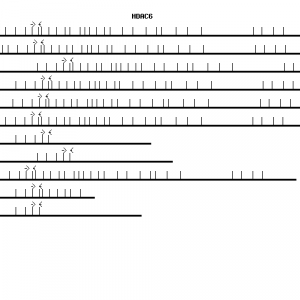 Human HDAC6 qPCR primer set (NM_006044)