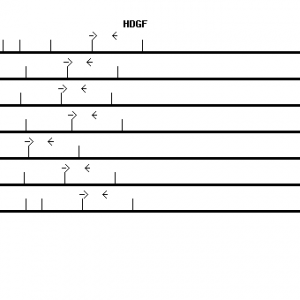 Human HDGF qPCR primer set (NM_004494)