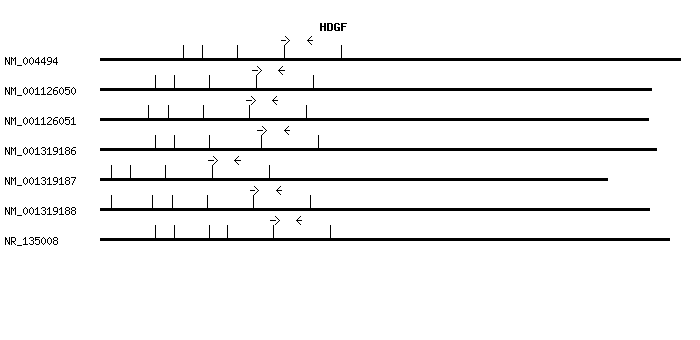 Human HDGF qPCR primer set (NM_004494)