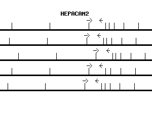 Human HEPACAM2 qPCR primer set (NM_198151)