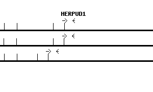 Human HERPUD1 qPCR primer set (NM_014685)
