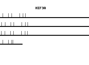 Human HIF3A qPCR primer set (NM_022462)