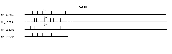 Human HIF3A qPCR primer set (NM_022462)