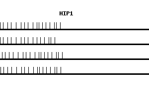 Human HIP1 qPCR primer set (NM_005338)