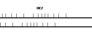 Human HK2 qPCR primer set (NM_000189)