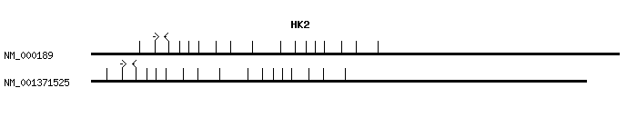Human HK2 qPCR primer set (NM_000189)