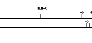Human HLA-C qPCR primer set (NM_002117)