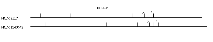 Human HLA-C qPCR primer set (NM_002117)