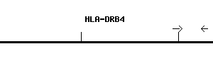 Human HLA-DRB4 qPCR primer set (NM_021983)
