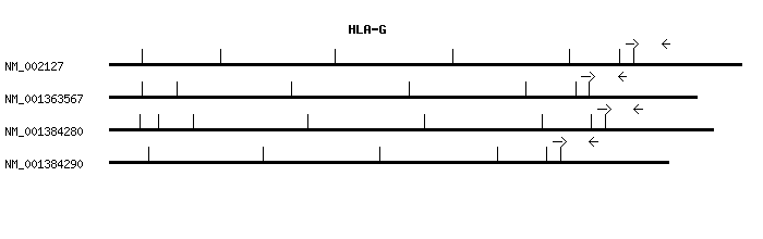 Human HLA-G qPCR primer set (NM_002127)
