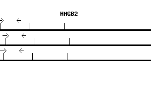 Human HMGB2 qPCR primer set (NM_002129)
