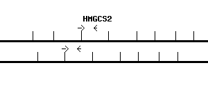 Human HMGCS2 qPCR primer set (NM_005518)