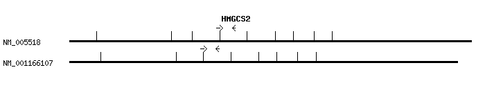 Human HMGCS2 qPCR primer set (NM_005518)