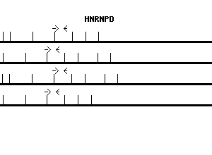 Human HNRNPD qPCR primer set (NM_002138)