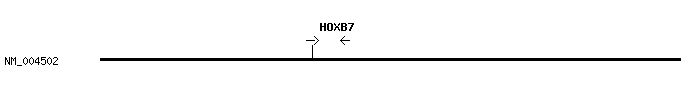 Human HOXB7 qPCR primer set (NM_004502)