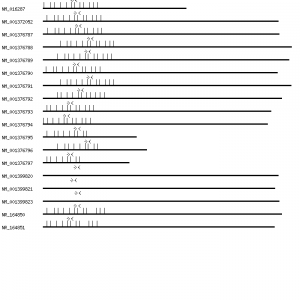 Human HP1BP3 qPCR primer set (NM_016287)