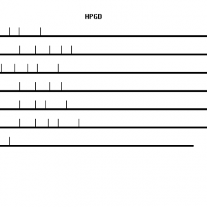 Human HPGD qPCR primer set (NM_000860)