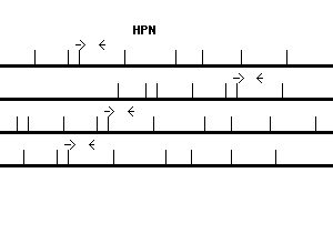 Human HPN qPCR primer set (NM_002151)