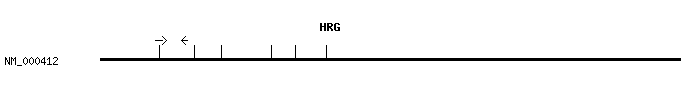 Human HRG qPCR primer set (NM_000412)