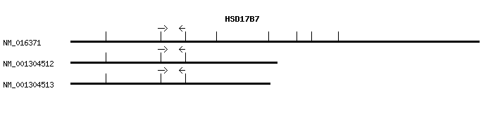 Human HSD17B7 qPCR primer set (NM_016371)