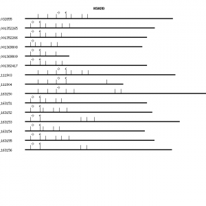 Human HSH2D qPCR primer set (NM_032855)